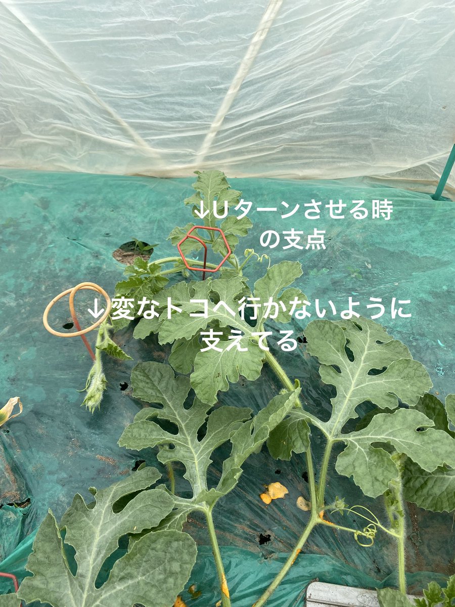 普段 こんな感じで家庭菜園してます ハサミを頻繁に無くす人はこんな
