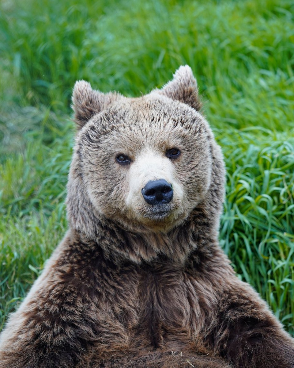 fourpawsAU's tweet photo. If you’ve ever mistaken Nala for a giant teddy bear, we get it. 🧸💚

Once trapped in a tiny cage and fed scraps as a "restaurant bear" in Kosovo, she now spends her days roaming, resting and crunching her favourite cherries at our BEAR SANCTUARY Prishtina. 

Yumz! 🍒 https://t.co/Ey2OYuzZGA