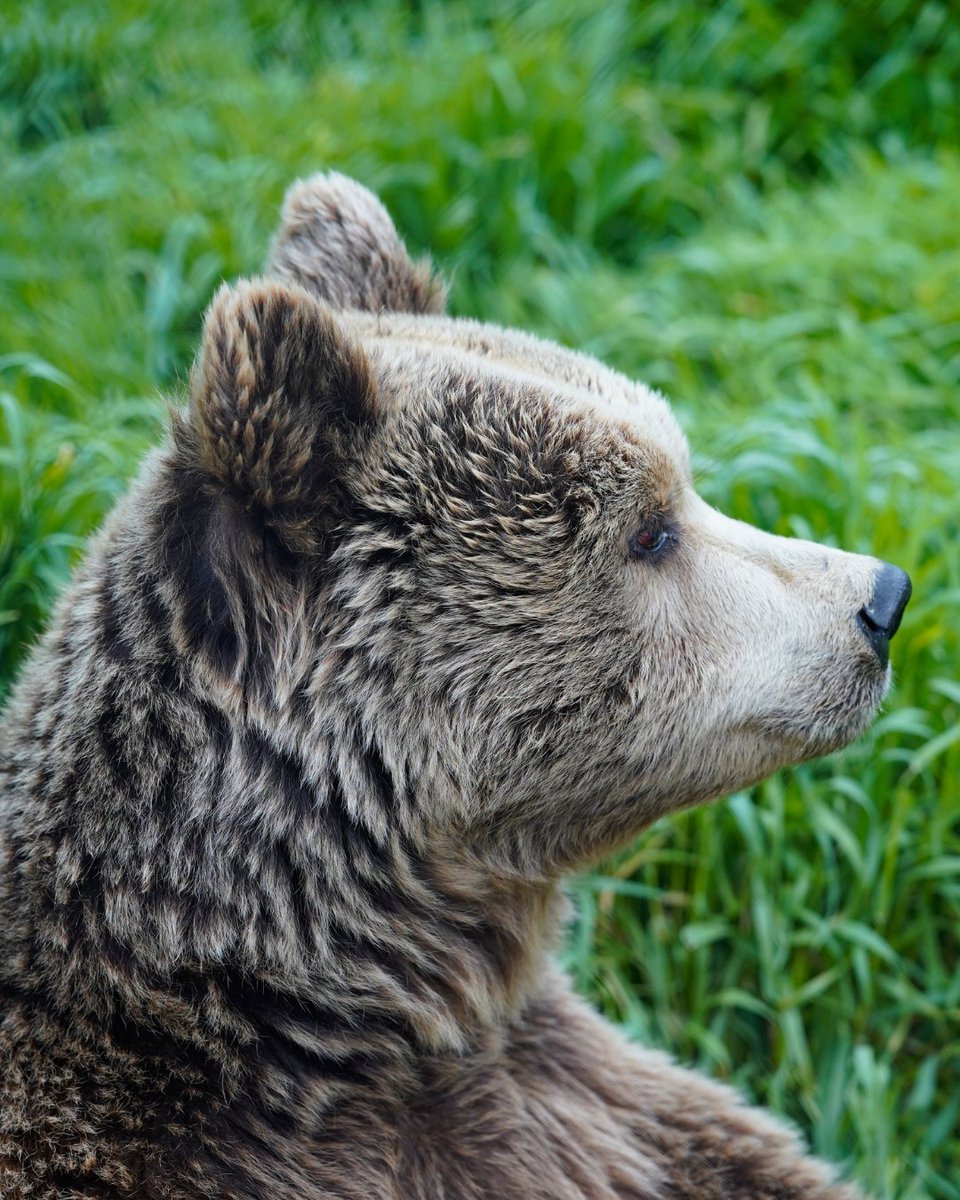 fourpawsAU's tweet photo. If you’ve ever mistaken Nala for a giant teddy bear, we get it. 🧸💚

Once trapped in a tiny cage and fed scraps as a "restaurant bear" in Kosovo, she now spends her days roaming, resting and crunching her favourite cherries at our BEAR SANCTUARY Prishtina. 

Yumz! 🍒 https://t.co/Ey2OYuzZGA