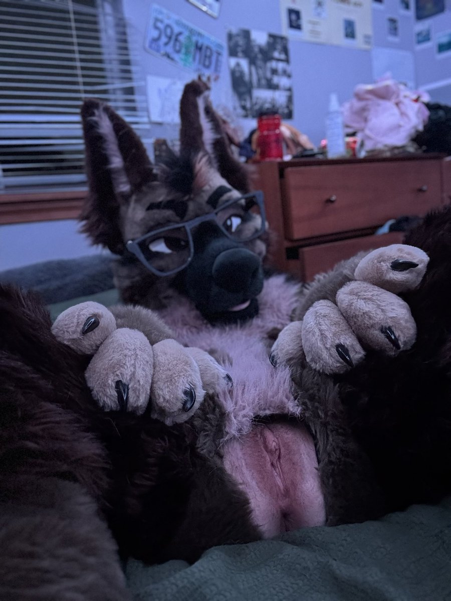 ruttawuff's tweet photo. playful sheppy https://t.co/51PPQWp9a8