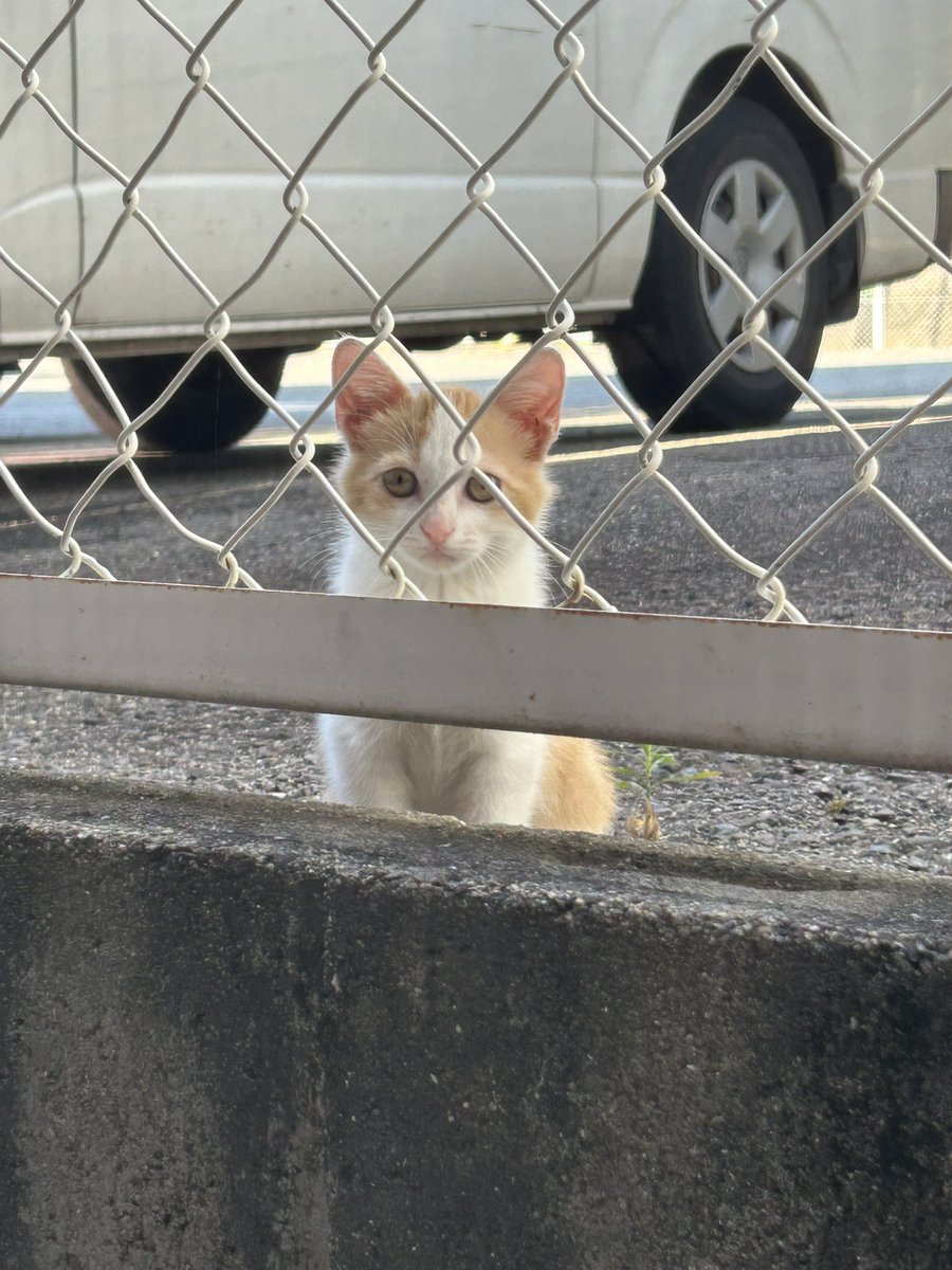 ezu55195181's tweet photo. ２週間前から我家の周りをウロウロ。近寄ると逃げるけど威嚇なし。網戸越しは平気。ママもいる様子なし。

ウチは３にゃん🐈居るし、1にゃん心臓病だし…。

でも、幼そうで心配だし…🥲
#子猫　#保護猫 https://t.co/F66yO57SqP