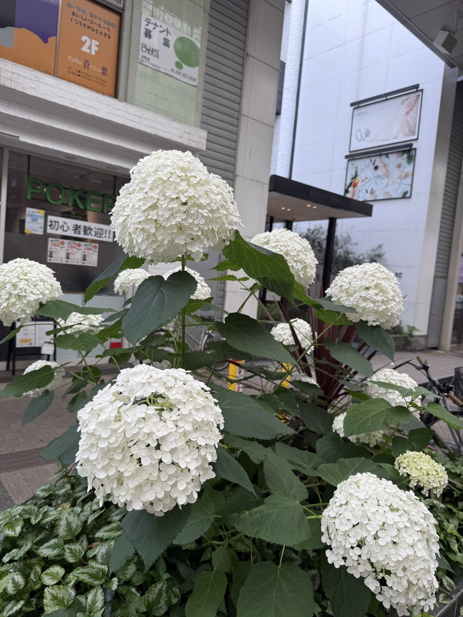 uminthu1102's tweet photo. 専門学校のカフェでまったり☕️
これでコーヒー100円だから驚き。

#古町 #コーヒー #紫陽花 #カフェ #新潟 #niigata https://t.co/7TFCcTfOuz