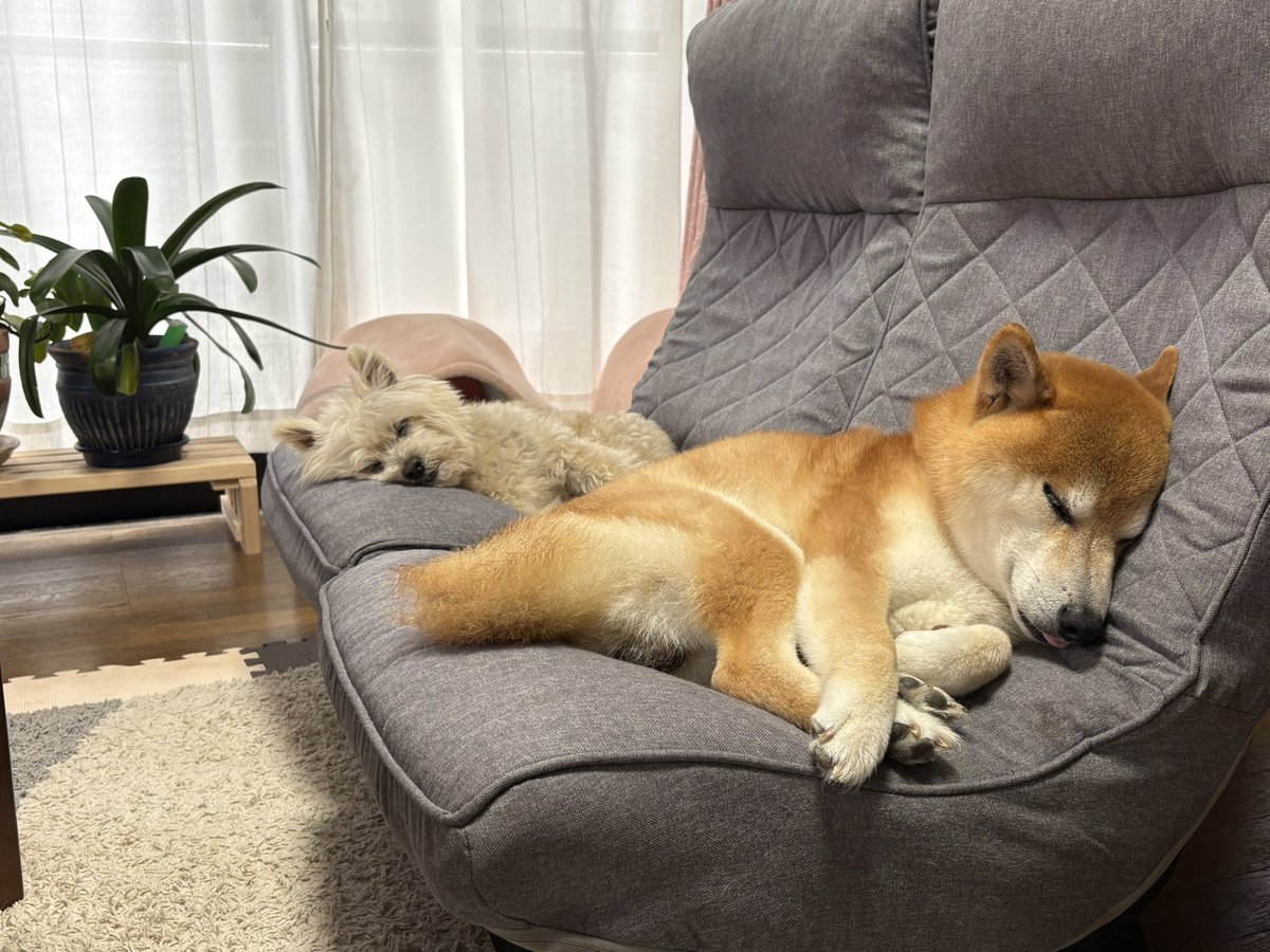 fujimaruking's tweet photo. 爆睡……zzz https://t.co/WSvcDKOQ32