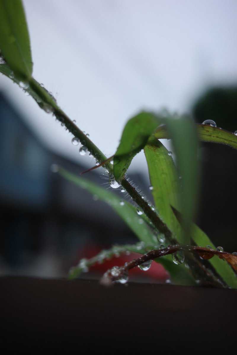 nnammg's tweet photo. 雨上がりの空気感が好き

#Ricoh #GRIIIxHDF https://t.co/t9G0eIDIod