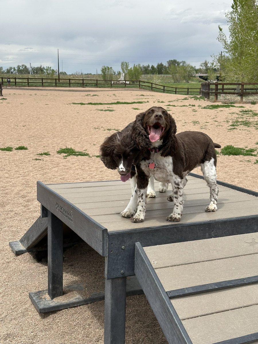 Dndcallahan's tweet photo. @bunsenbernerbmd Fantastic update!!! We’re sending positive thoughts from Findley and Chester from Colorado!!! https://t.co/tFob6Skx1e