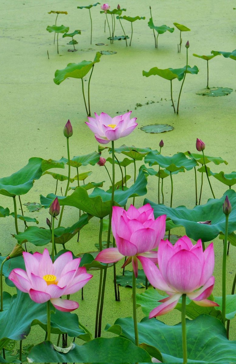 Helena960630's tweet photo. 清水出芙蓉，天然去雕饰。 https://t.co/hujM16rH31