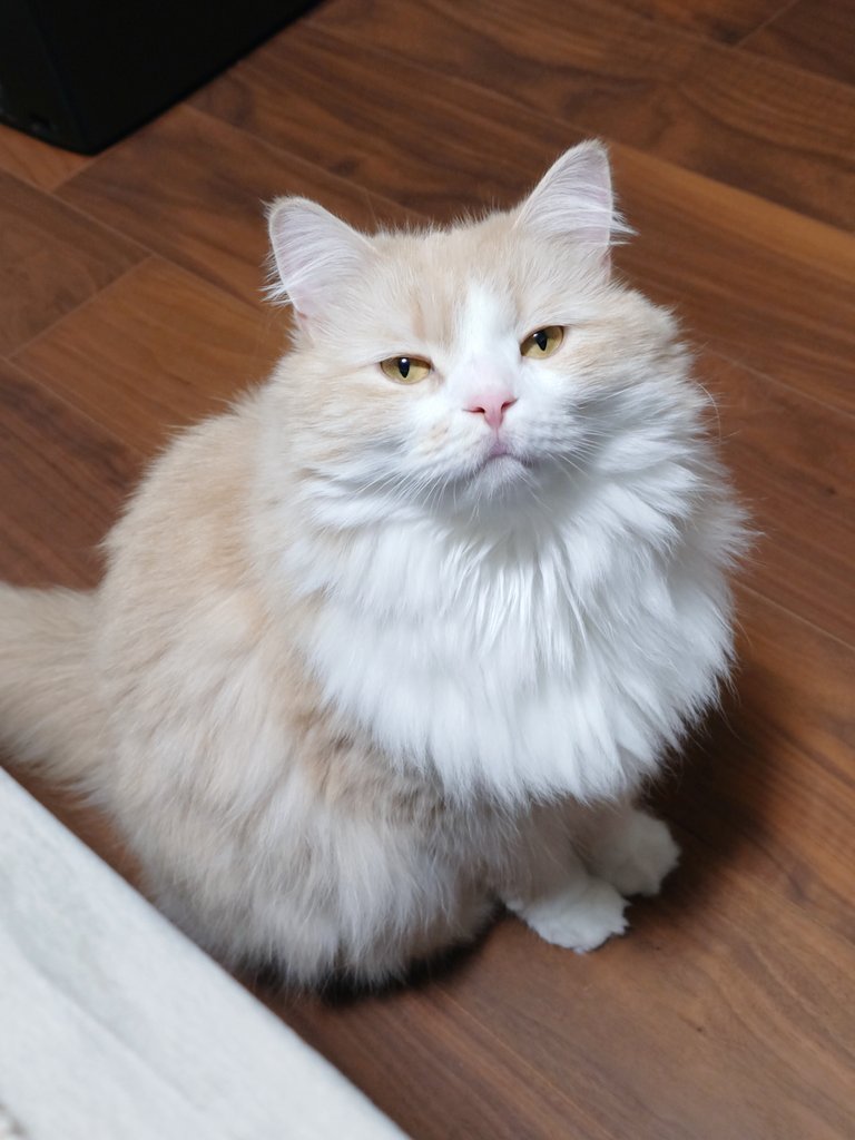 ria_siberian111's tweet photo. 飼い主が何か食べてると『何か食べてるんですか？』ってベッドの下から出てくるﾎﾟﾔﾎﾟﾔねこちゃん💤 https://t.co/c5SUnElqAl