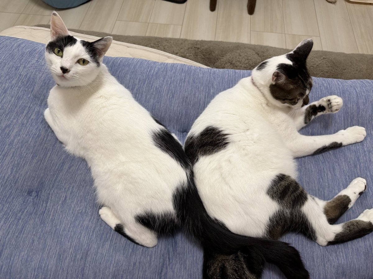 yn_ynit's tweet photo. おはようございます☔️
本日の、カイト🐱とメル🐱

柄でハート🫶出来ました🥰 https://t.co/FYUGAScF3V
