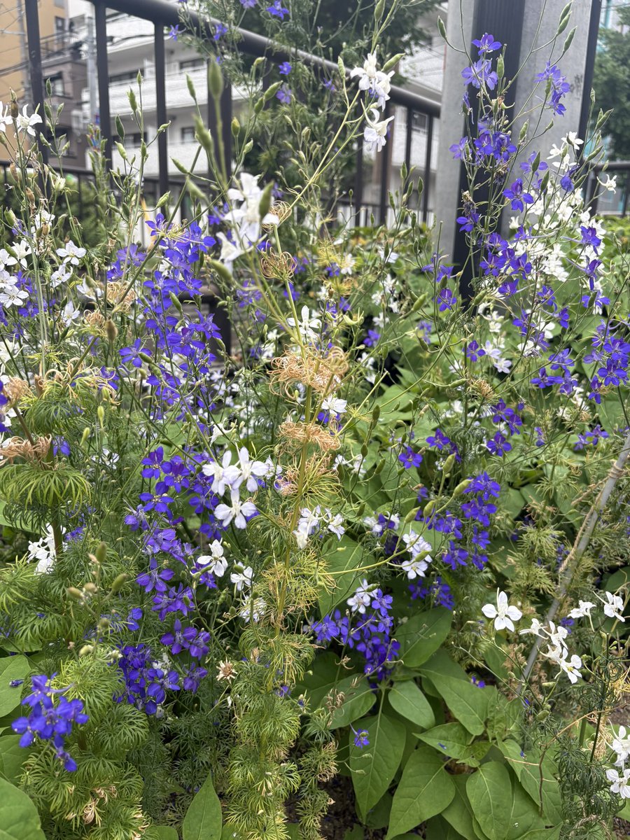adij5578's tweet photo. @megdango おはようございます、土曜日。
ラベンダー色の薔薇めちゃ好きです！
 #TLを花でいっぱいにしよう 💙💜
雨ですー。昨日は湿度高め、同僚と髪の毛で湿度わかるよねー！って二人でやだねぇって盛り上がりました。
今日も一日雨かな☔️ https://t.co/40SHFYicPh