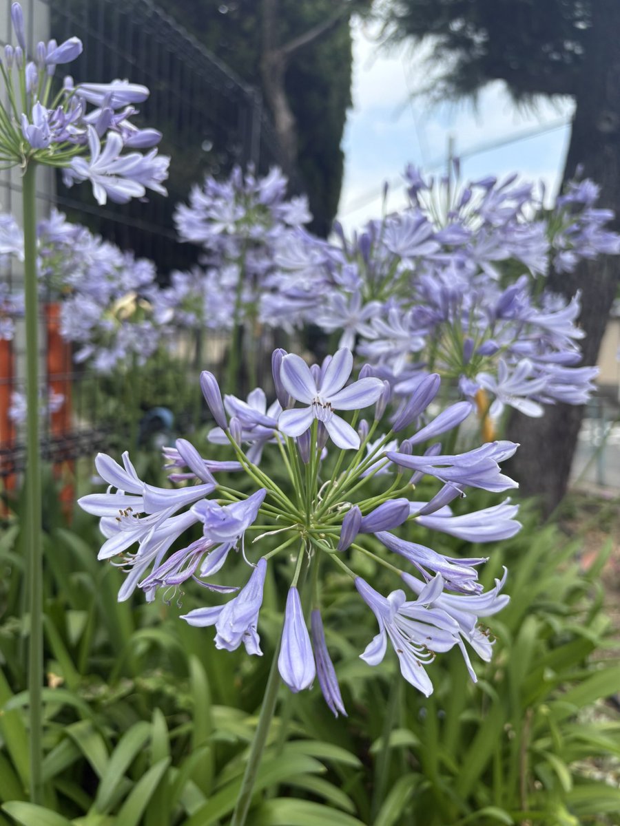 adij5578's tweet photo. @megdango おはようございます、土曜日。
ラベンダー色の薔薇めちゃ好きです！
 #TLを花でいっぱいにしよう 💙💜
雨ですー。昨日は湿度高め、同僚と髪の毛で湿度わかるよねー！って二人でやだねぇって盛り上がりました。
今日も一日雨かな☔️ https://t.co/40SHFYicPh