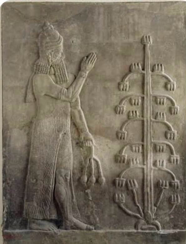 GilgameshIQ's tweet photo. الملوك الآشوريين وشجرة الحياة المقدسة

ربطوا  الآشوريين ملوكهم بـ "الشجرة المقدسة" (شجرة الحياة). هي رمز ديني قوي في حضارة بلاد الرافدين القديمة في العراق.

تمثل الشجرة

الخصوبة: ترمز إلى النماء والعطاء وتجدد الطبيعة.

البركة الإلهية: يعتقد الآشوريون أنها تجلب الخير والشفاء من الآلهة.

شكلها: تتكون من أغصان متداخلة تزينها ثمار تشبه "كوزه الصنوبر"، وتحيط بها أزهار مقدسة.

دور الملك مع الشجرة

يظهر الملك في النقوش والمنحوتات الآشورية واقفاً أمام الشجرة.

يرفع يده اليمنى بالدعاء أو التحية.

يمسك بيده اليسرى جرة أو دلواً مقدساً، ويقوم بطقوس "التطهير" بالماء المقدس لضمان حماية الإمبراطورية.

النقوش التي تصور هذا المشهد هي تحف فنية مهمة توضح كيف ربط الملوك قوتهم ببركة الآلهة والطبيعة.