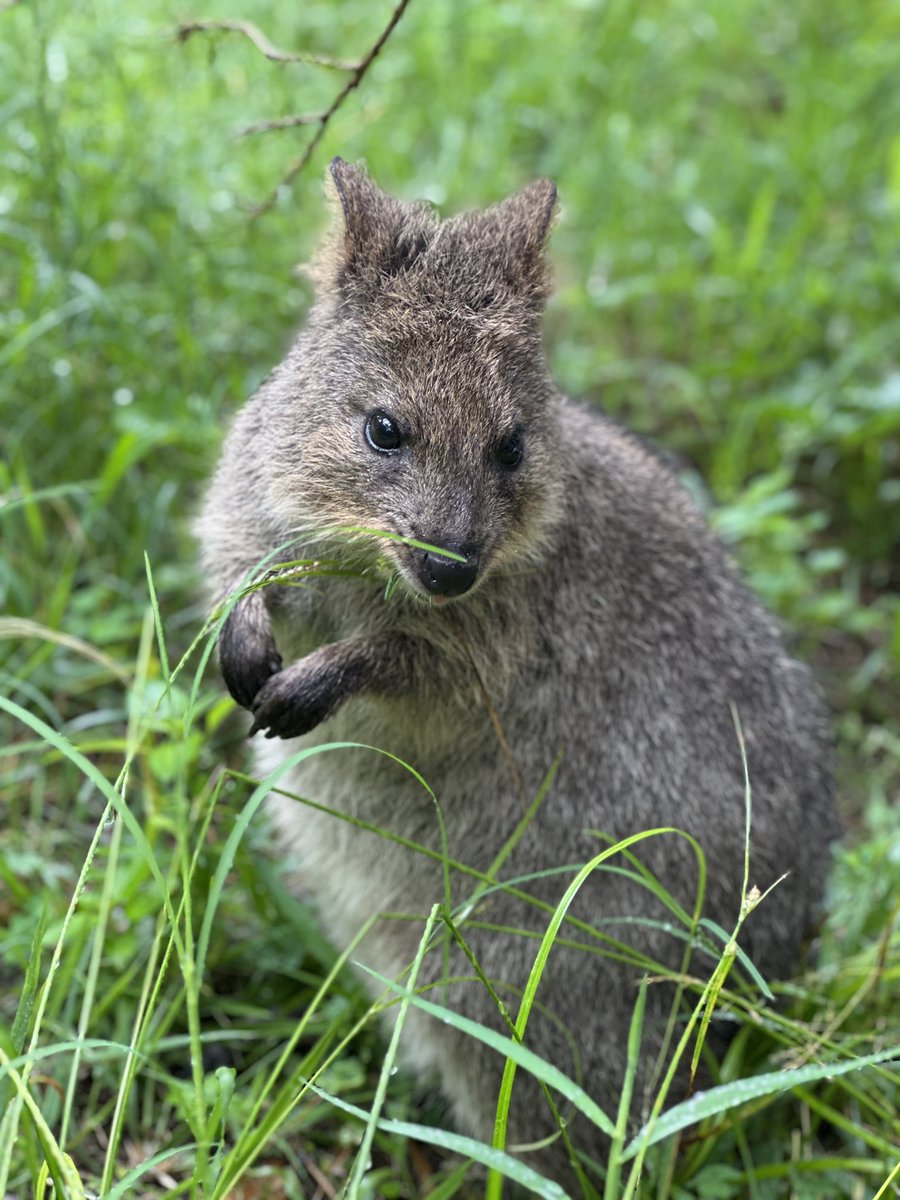 埼玉県こども動物自然公園【公式】🐨 tweet media