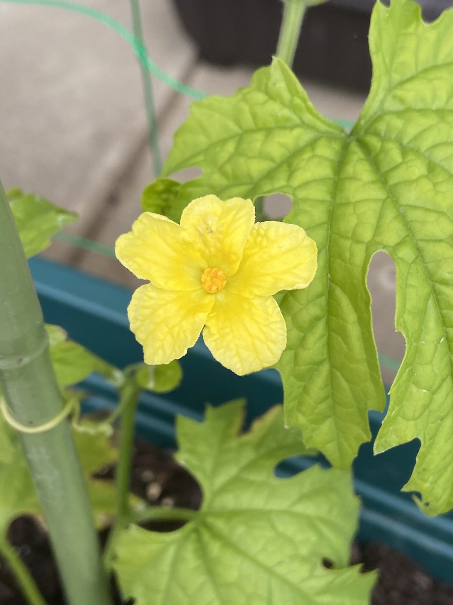 neko_dango__'s tweet photo. おはようございます☺️

ゴーヤちゃんのお花が咲いてます🌼
雄花と雌花があるみたいだから目話ちゃんたくさん咲いて欲しいなぁ🥰

#おは戦80620jd 🍩 https://t.co/KNnIa7iwxZ