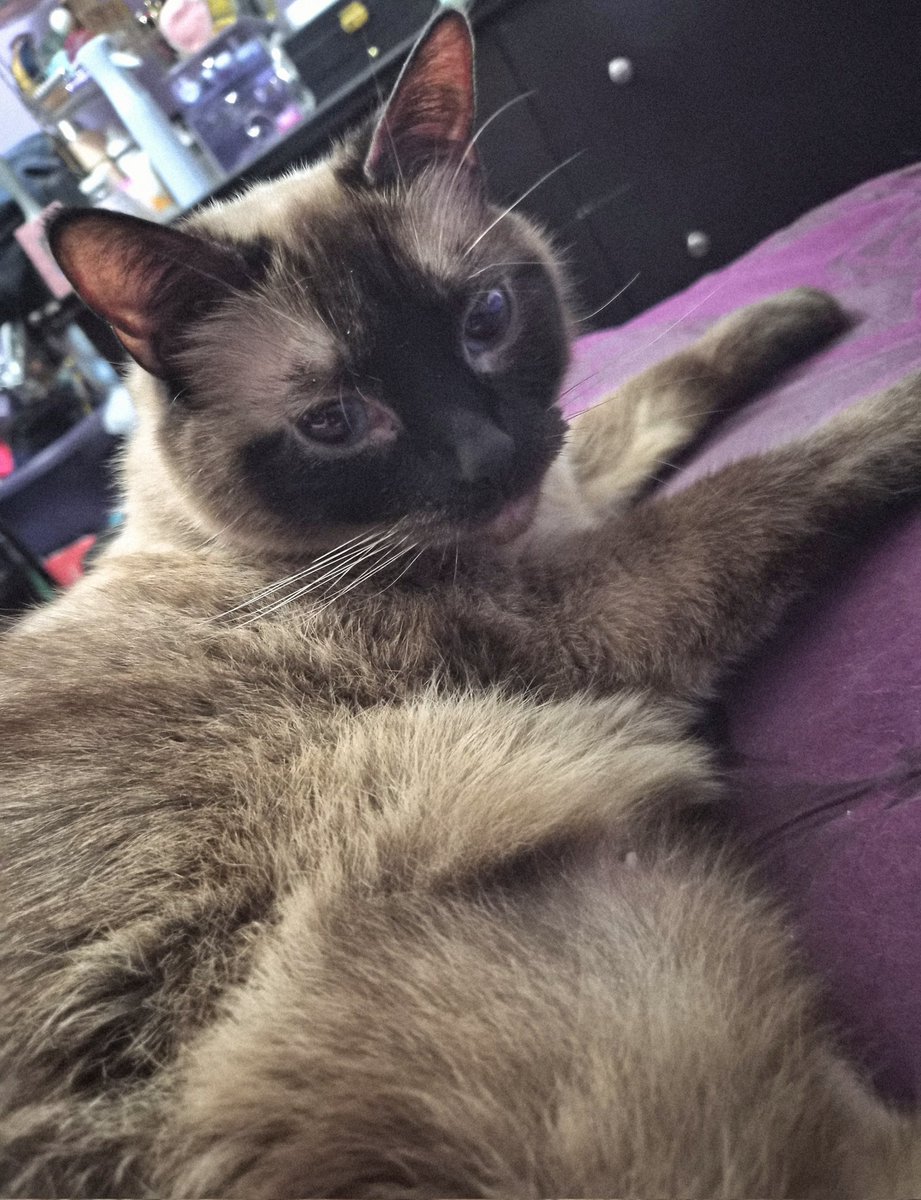 fooIishIoves's tweet photo. Been a few weeks since we got her but i loveeee youuu 🥰 my baby Shadow 🖤 https://t.co/GU37lHFHxE