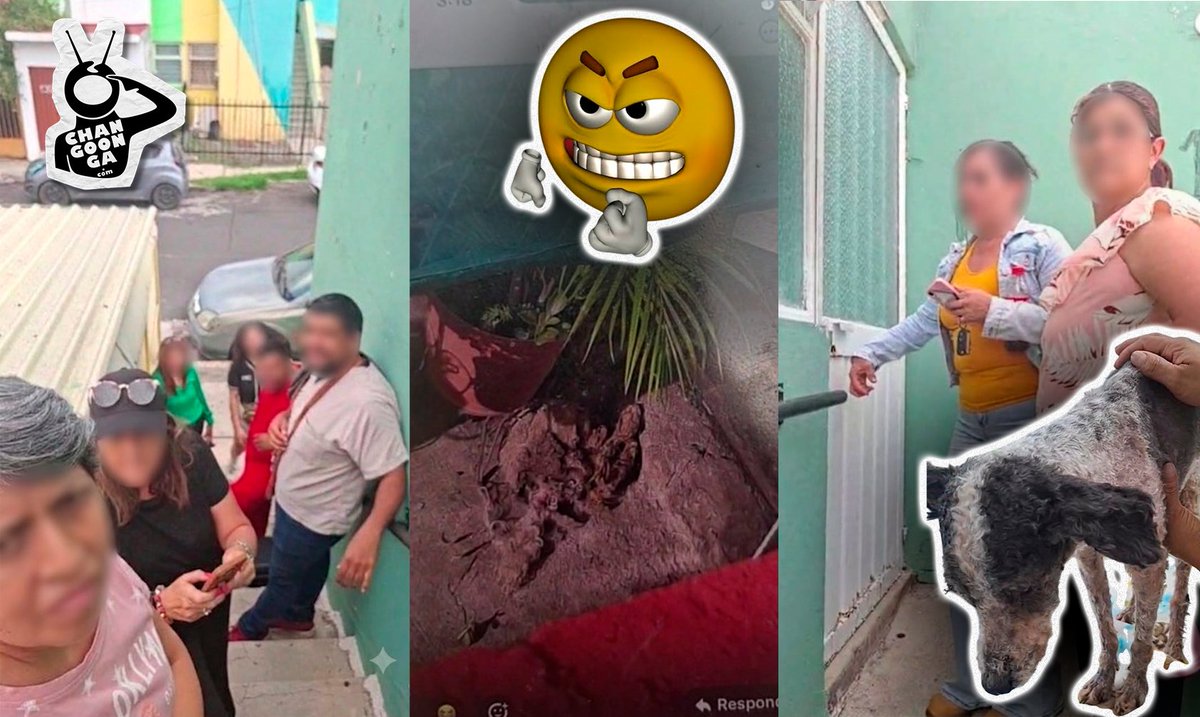 michangoonga's tweet photo. HDTSPM 😡
Rescatan A Perrito En Condiciones Extremas De Abandono En Morelia 🔴😡

La intervención ciudadana se originó tras múltiples reportes que alertaban sobre un canino expuesto permanentemente a la intemperie 🫥

+INFO ⬇️⬇️
https://t.co/nm4sN8O2R0 https://t.co/pwWUDTO741