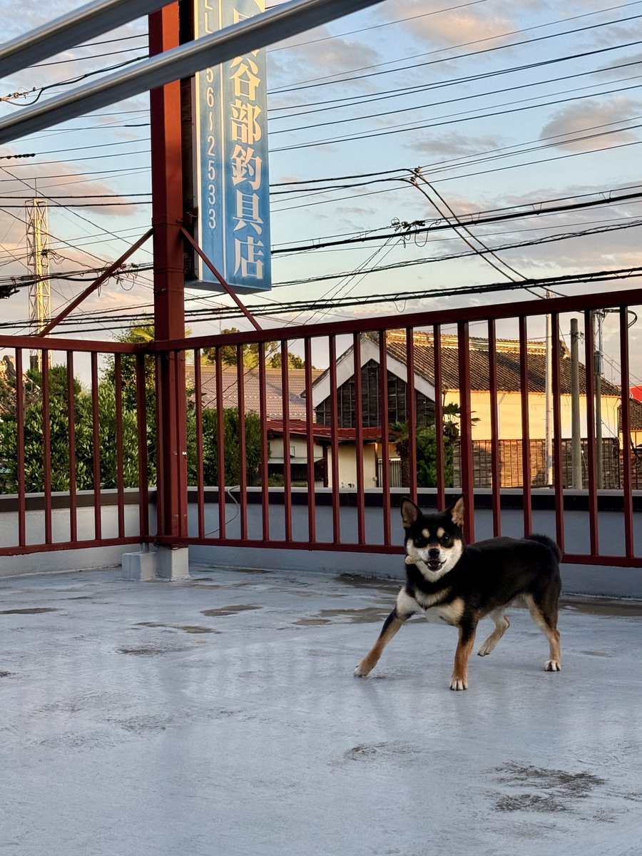 asomondo's tweet photo. うちの愛犬ネロちゃんが2歳を迎えました🐕‍🦺✨🎂

小さくてかわいい時期はあっという間で、日々活発さに磨きがかかっております😆

病気もせず元気なのが何よりで、これからも我が家の三男としてみんなに愛嬌を振りまいてもらえればと🥰
あいにくのお天気ですが、皆様良い週末をお過ごしください🙋🏻‍♂️ https://t.co/CDrkgIgCX0