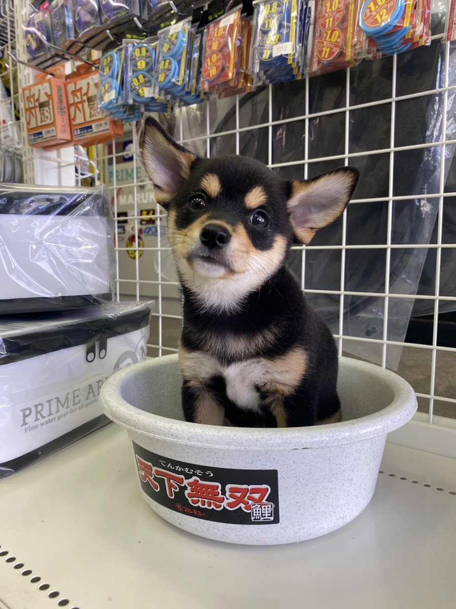 asomondo's tweet photo. うちの愛犬ネロちゃんが2歳を迎えました🐕‍🦺✨🎂

小さくてかわいい時期はあっという間で、日々活発さに磨きがかかっております😆

病気もせず元気なのが何よりで、これからも我が家の三男としてみんなに愛嬌を振りまいてもらえればと🥰
あいにくのお天気ですが、皆様良い週末をお過ごしください🙋🏻‍♂️ https://t.co/CDrkgIgCX0
