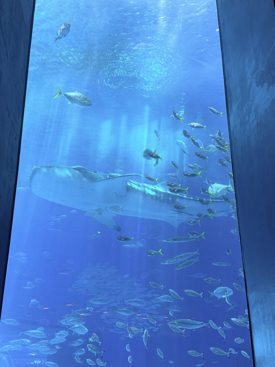 Izmin's tweet photo. 美ら海水族館🐬✨ 朝ごはんはすごい色の美ら海カレー
嵐のCMで有名な？古宇利島のハートロックは干潮じゃなかったのでハートに見えず...
今帰仁城跡も観光、城壁すごい✨ https://t.co/jjZK9U6g0H