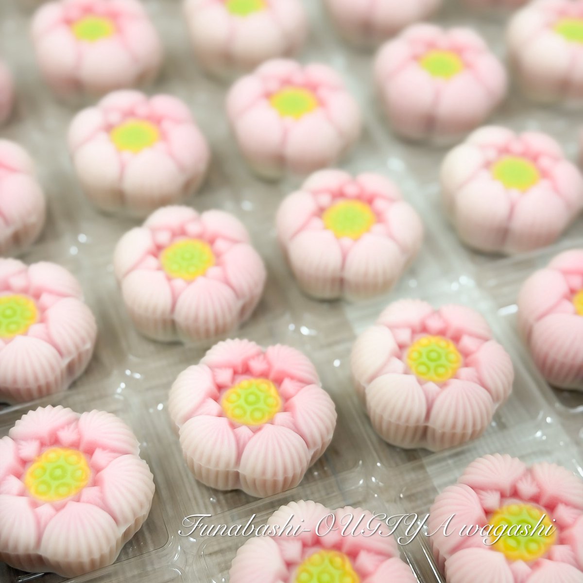 蓮の花がそっと茎を伸ばし、花を咲かせる準備をしている、そんな季節に 