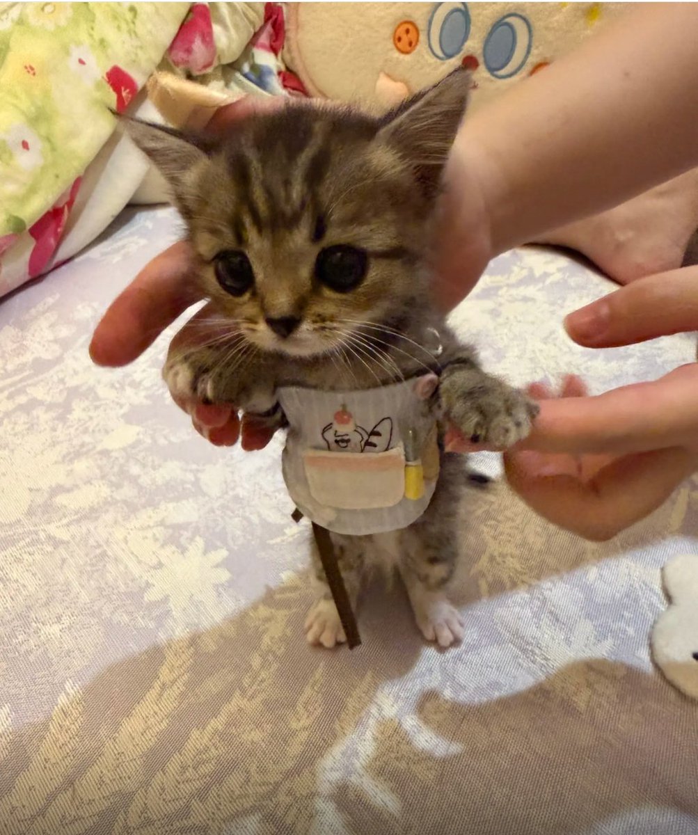 culAnimal's tweet photo. 这件围裙真的很漂亮。 https://t.co/d2DI1nE4mV