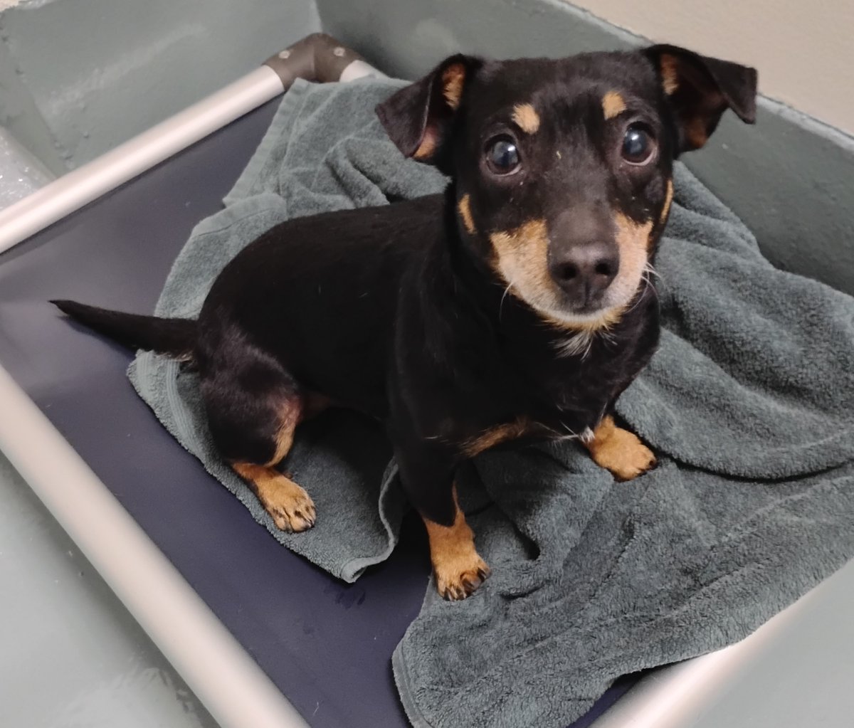 TVARtweets's tweet photo. Meet Adorable TOBY Saturday at Dublin Petsmart!

*June 20th from 10 to 1:00
*Location: 6960 Amador Plaza Rd.

TOBY lives in a foster home. He likes to snuggle on the couch, and he's enjoying the yard and making friends with the resident dogs and cats.

https://t.co/3RuXL9QK3O https://t.co/LCJ5MUzzk8