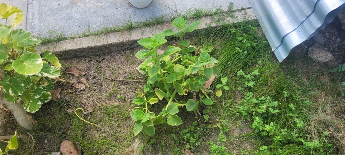 irisgm812's tweet photo. Participan los estudiantes de #UCMCfg en actividades de saneamiento y siembra de plantas medicinales en los Patios Verdes. Proyectos Mapa Verde y UNA SOLA SALUD en integración con la Red Juvenil Comunitaria. #SomosUCMCfgos #JuntosPodemosMás https://t.co/Vx9U3v325k