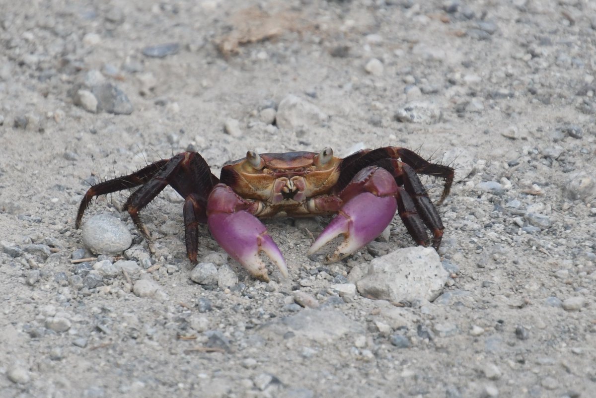 ahiru345's tweet photo. 初めて見たカニ。たぶんカクレイワガニ🦀 https://t.co/lO9bPaS0sn