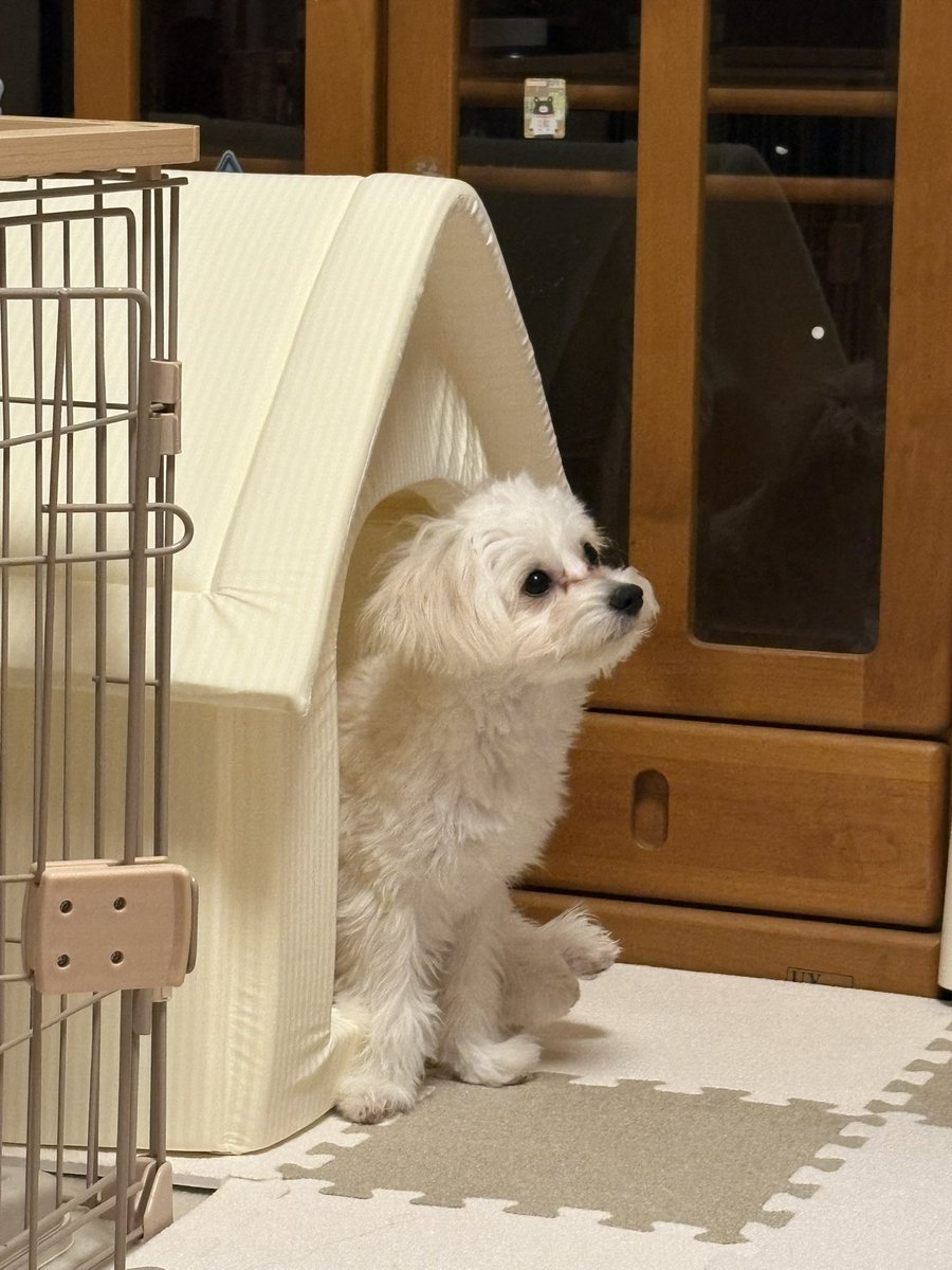BamBooPapi's tweet photo. ハウスっていわれていやなときはね、あたちはこっちのふかふかのおうちにはいるんだ〜🐶へへ。 https://t.co/D8xJA7Qr91
