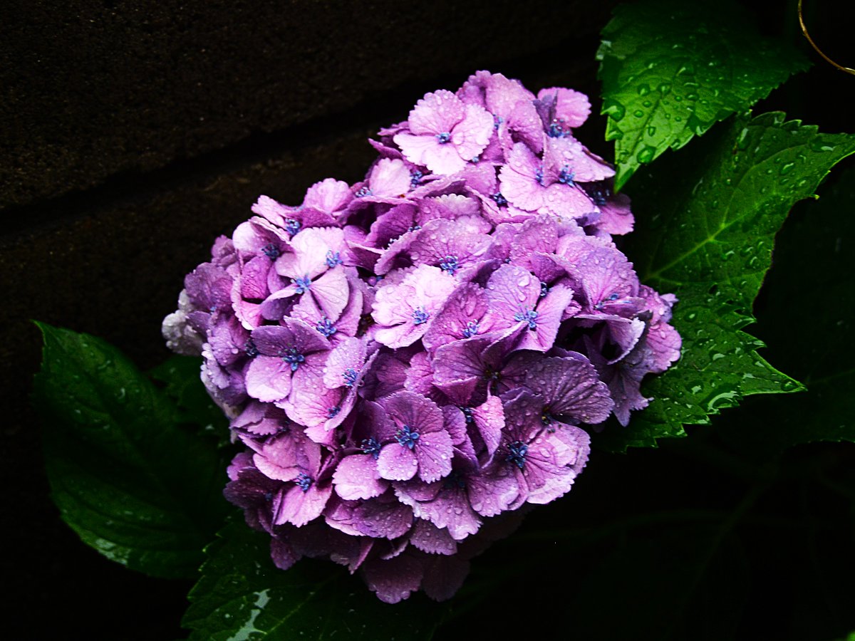 ron3104's tweet photo. #紫陽花　#CCD　#CAMEDIA　#OLYMPUS　#写真
雨が降り続きますね☂️身近な紫陽花を撮ってみました。
センサーがCCDなので、こってりとした絵になりますね。 https://t.co/7OQYFHxZ4I