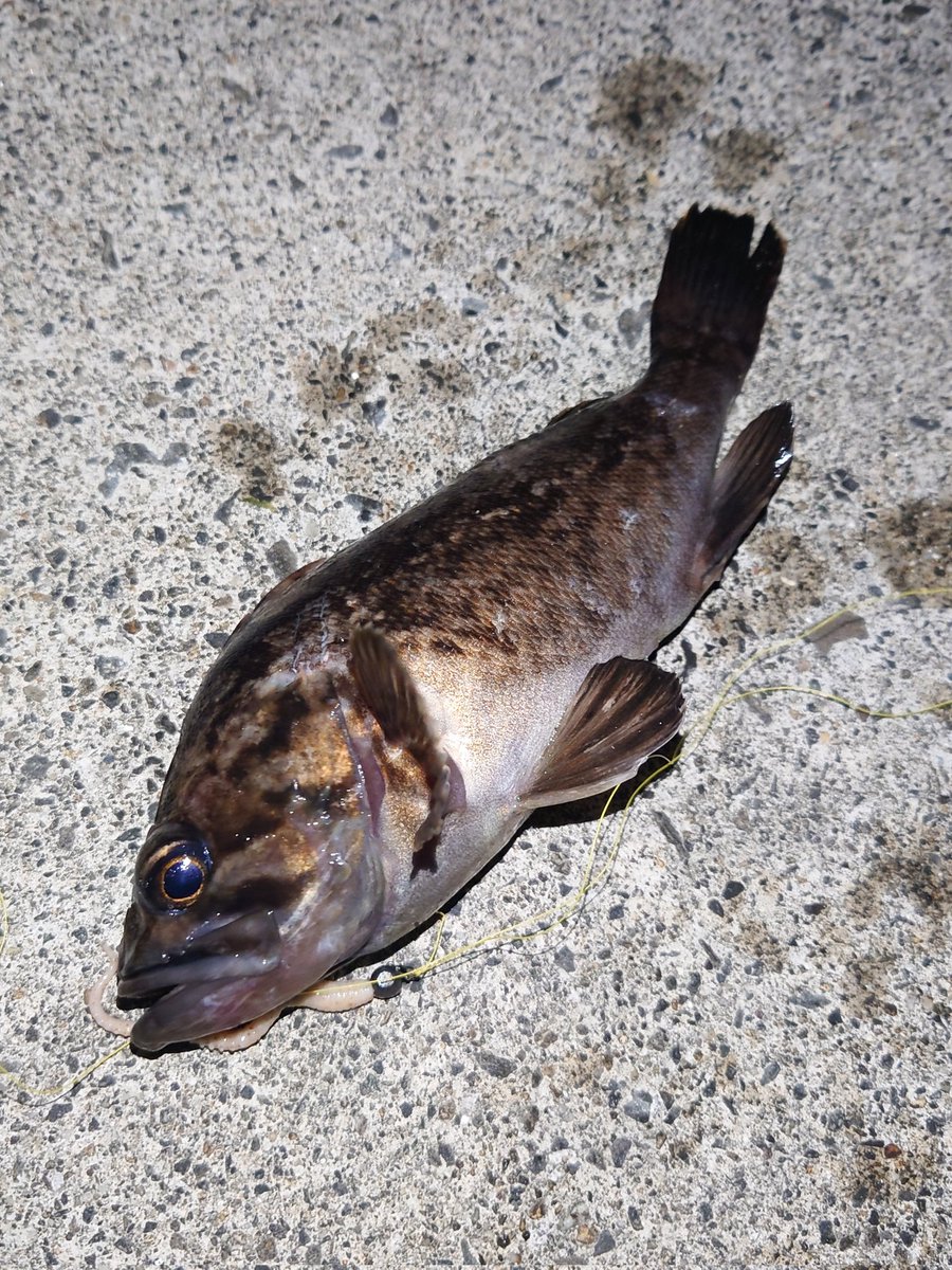 COCHIMALU's tweet photo. 昨日は🐥釣行
結果はクロソイ1匹、メバル7匹で終了しました🎣
お会いしたT_HATAさん、ありがとうございました！ https://t.co/xUyp5luZMM