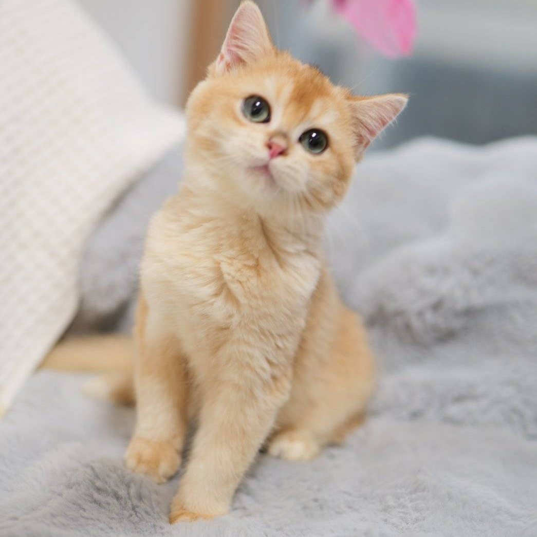 我が家のにゃんこ(*^^*) 我が家のにゃんこ(*^^*) 我が家のにゃんこ(*^^*)