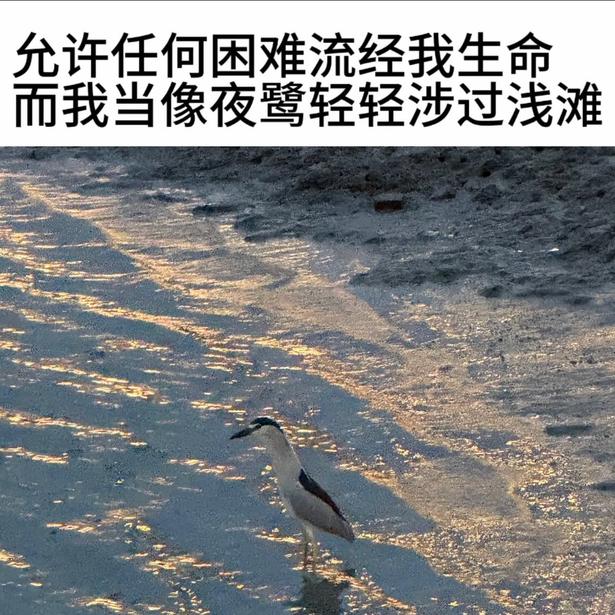 Faye_7788's tweet photo. 步过浅滩 https://t.co/4WJveGD3mu