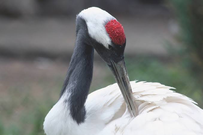 SandamaRyo's tweet photo. @HiKikisundal I think this animal is the most fitting symbol of Japan. 

The Japanese crane , also known as the red-crowned crane ( Grus japonensis ) , or Manchurian crane , is a large crane and the second rarest crane in the world.

Look at the red crown. It look like Japan flag 🇯🇵 https://t.co/zx7qKBawIX