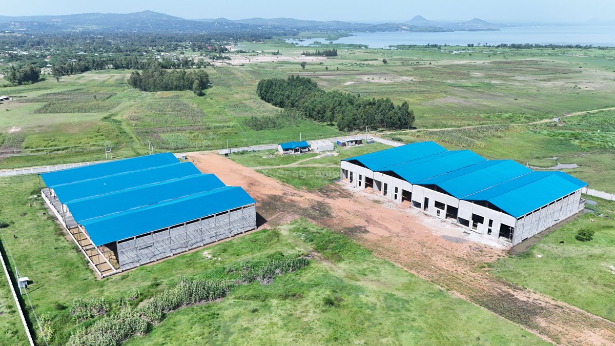 ray_omollo's tweet photo. The construction of the County Aggregation and Industrial Park (CAIP) at Riwa in Rachuonyo Constituency, Homa Bay County, reaffirms the Government's deliberate push to industrialize the country through decentralized manufacturing hubs under the Bottom-Up Economic Transformation Agenda (BETA).

Delivered through a strong Intergovernmental Partnership between the National and County Government of Homa Bay, the project is positioning the region as a key player in agro-industrial growth.

Significant progress has already been achieved. The substructures of four warehouses are complete and awaiting final finishes, including ongoing plaster works and installation of essential amenities, while four additional warehouses are at the roofing stage. The perimeter wall is also fully constructed, securing the expansive 536-hectare site.

The CAIP will support value addition across strategic value chains including cotton, pineapple, fish, oil palm, groundnuts, avocado and sweet potato; unlocking opportunities for aggregation, processing and market access.

To support its successful rollout, the State Department for Internal Security and National Administration is coordinating local administrative structures and security agencies to safeguard the site, facilitate seamless community engagement and ensure a stable operating environment that attracts investors and sustains industrial activity at the CIAP.