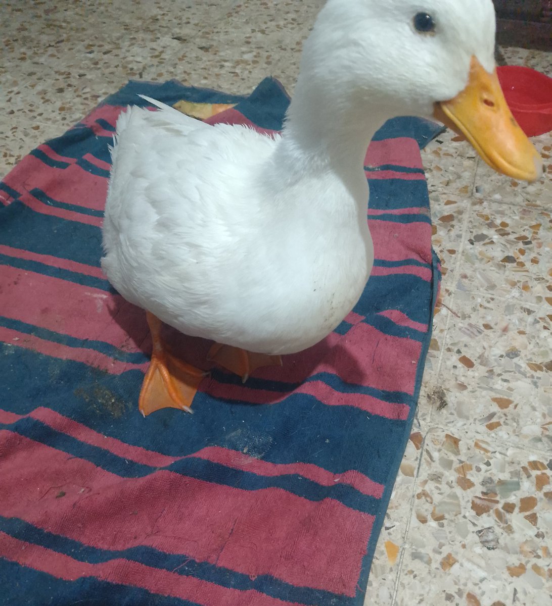 DesdeBarandilla's tweet photo. Se enteró que los patos se están haciendo famosos y ya quiere casa aparte https://t.co/lqvx2gMDP2