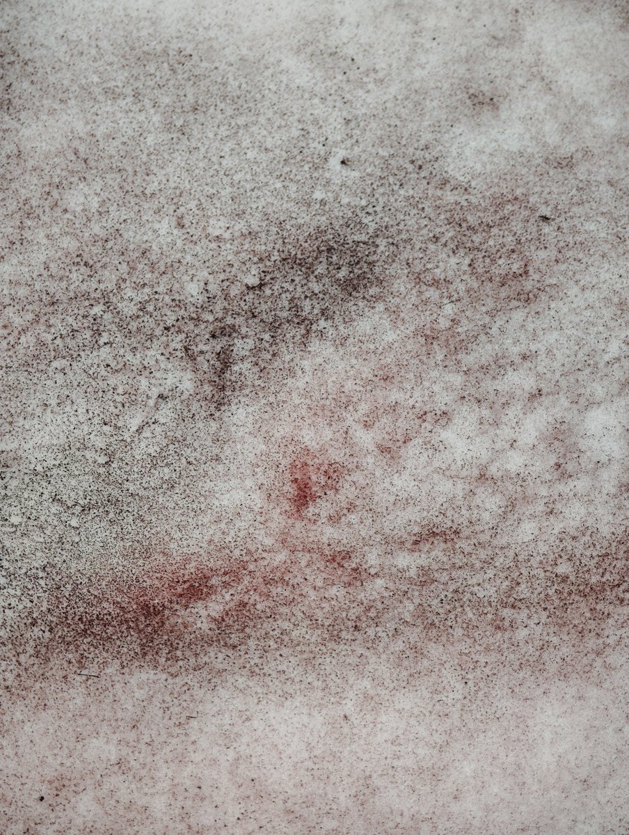 MurodouSansou's tweet photo. 最近話題になっている雪氷藻類です。ウォーターメロンスノーというそうです。
メディア掲載の写真はコントラスト強めでしたが、加工無しでも結構まだらになってます。

以下参考文献
https://t.co/lzh3n7Xguy https://t.co/ERatYBNzwt