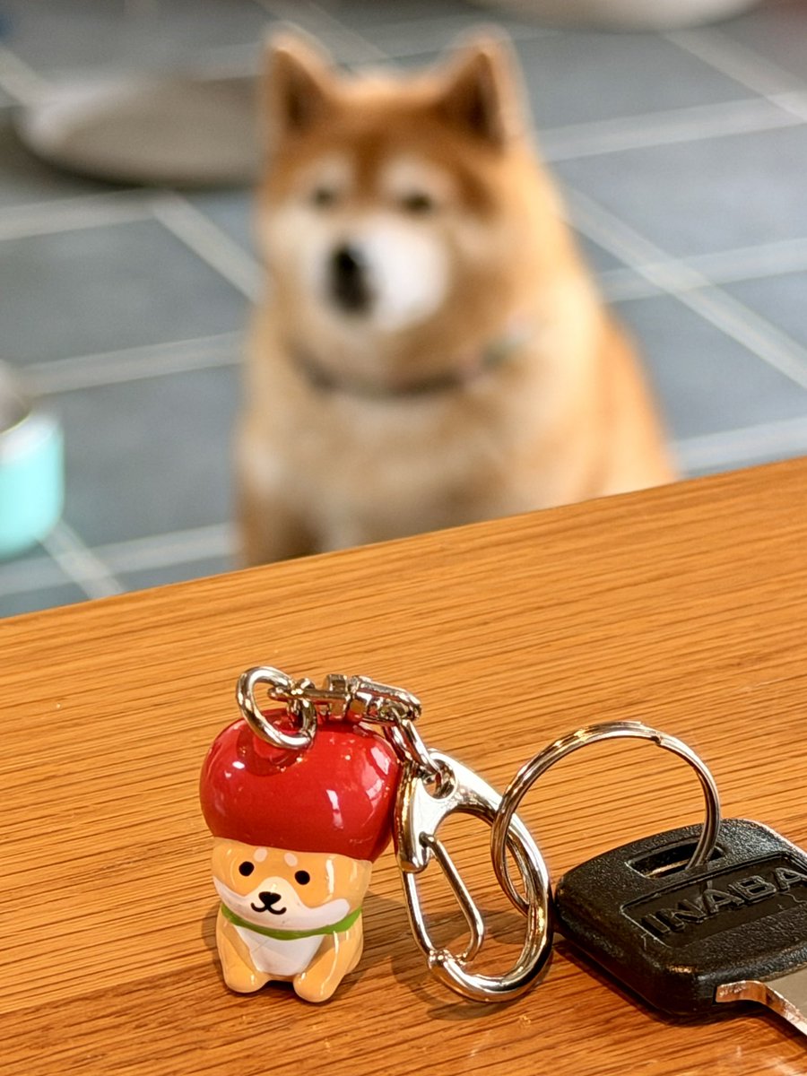 柴犬たけちよ (@takechiyo_shiba) / Posts / X