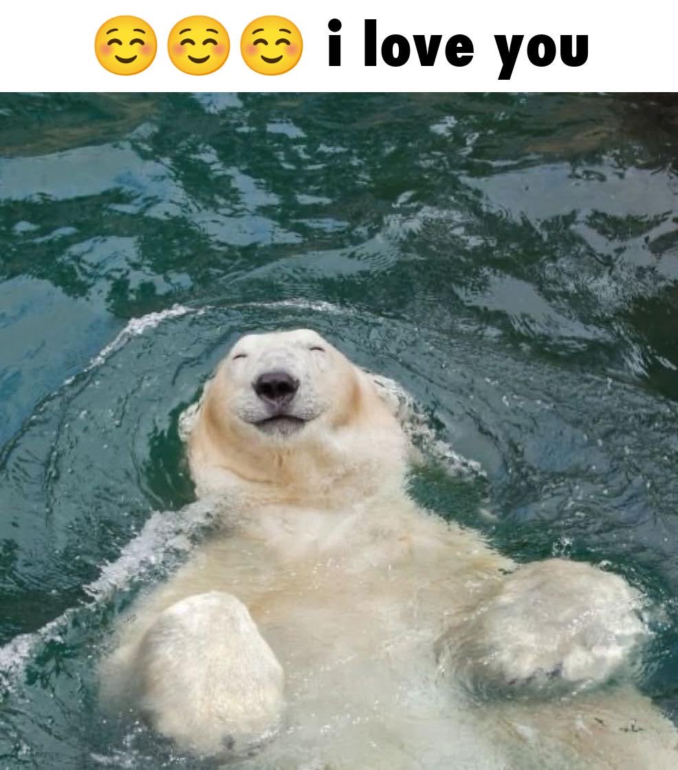 EggrolarBear's tweet photo. This image makes me smile https://t.co/4eSY88zhTh