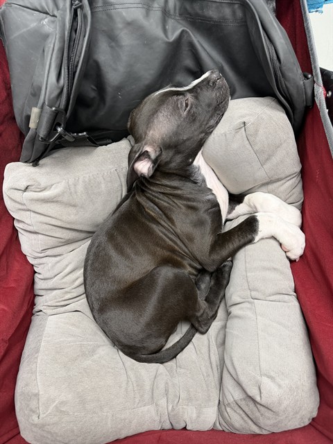 PetfindToronto's tweet photo. #DUPONT #SYMINGTON Pls RT2unite #FOUND #DOG- 15-Jun-26 #Toronto Animal Services A1037518 #PUBLIC L & F 416-338-7297 BLACK WHT #AMERBULLDOG MIX UNKNOWN ?Age https://t.co/q9SHfCl9p4