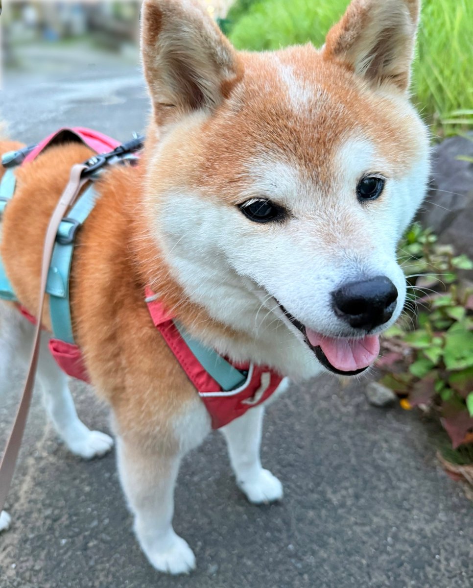 megaboxmemo's tweet photo. シニア犬になると何をするでもなく立ち止まる時間が増えるから気兼ねなく立ち止まっていられる場所があるのはありがたい https://t.co/JUcJyfhj3A