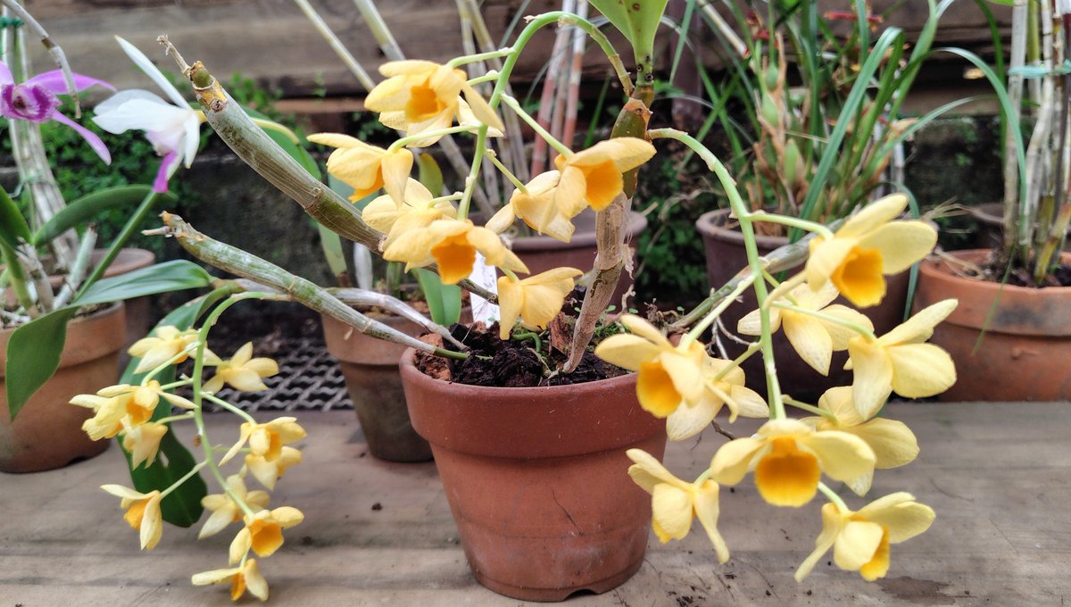 chibaranen's tweet photo. 6月の野生蘭から
デンドロビウム[Dendrobium]
・アグレガタム[aggregatum]
矮性のvar.ジェンキンシーから花房が長くなるタイプまでバラエティ豊富
・モスカタム[moschatum]
・グリフィッシアナム[griffithianum]
デンシフロラム系では小形
・トレチェリアナム[treacherianum](旧エピゲニウム リオニー) https://t.co/8plFiYslCa