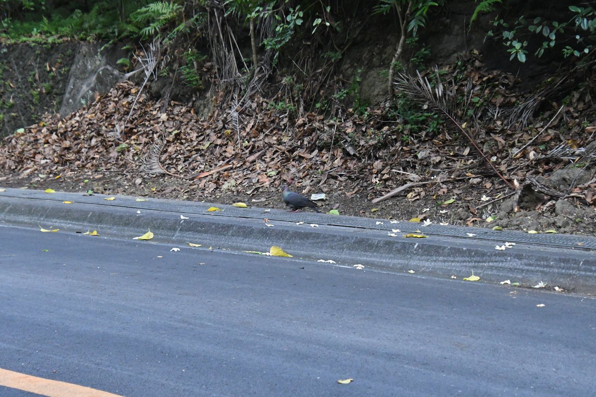 ahiru345's tweet photo. 何日か前、道路脇にいたアカガシラカラスバト。真横を通過しても飛ばなかったのでUターンして路肩でカメラ取り出して撮影。なんかお腹がもこってなってる。 https://t.co/wSL5Yci1K8