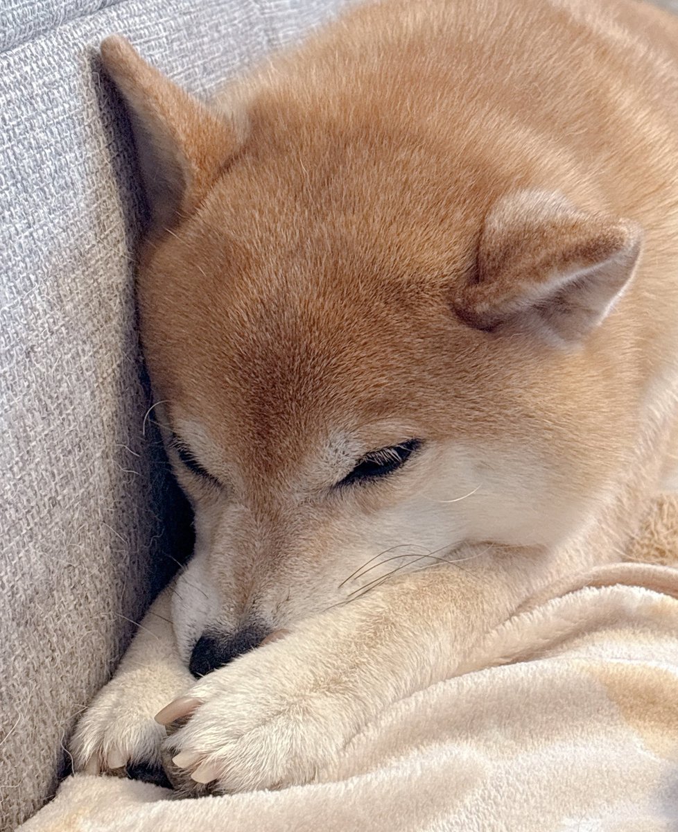 shiba_inu_mugi's tweet photo. 雨なので寝ますの柴
#柴犬 https://t.co/iCNQoqzHuv