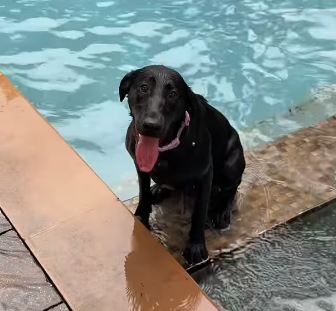 bkbagworks's tweet photo. Lady is going GIGA viral so being SUPER CUTE and a Fetch-aholic!😊

She has ALREADY got 11 MILLION views in 9 hours and is the most viral post on instagram right now

Lady's owner gave her that nickname and I think it fits her so well!

https://t.co/slFGNDXs3a https://t.co/PX3XV77bdg