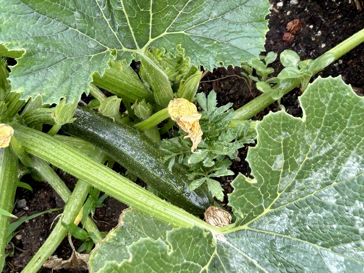 HyggeMan's tweet photo. This Season's First Baby Zuc...
.
.
.
.
.
#PicOfTheDay #FirstBabyZuc #Gardening #StillDislikeYardWork #GoodToGrowYourOwn #NorthernUtah #FirstOfMany #IYKYK https://t.co/YK3nVdFChV