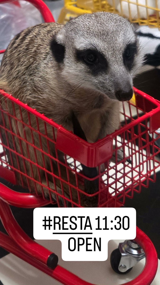 RESTA_LLC's tweet photo. #RESTA 11:30 -  ̗̀ 𝙊𝙋𝙀𝙉 .ᐟ.ᐟ   ̖́-
少し雨模様です☔🐸これから雨足が強くなるとの事なのでご来店の際はお気をつけください🙇‍
これはお休みの日の自分でカートに入ったショッピングばぶちゃんです🛒💭 https://t.co/myMTXBYebX