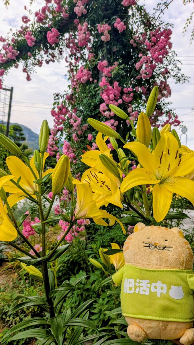 hoGIAVlw41EZnPw's tweet photo. 今日は中野市【一本木公園】に行って来ました〜😀黄色のゆり⚜️とピンクの薔薇🌹と一緒にパシャリ📸とっても綺麗でした〜💕
#長野県150周年スタンプラリー
＃一本木公園
＃でぶねこ https://t.co/Db30eToSAk