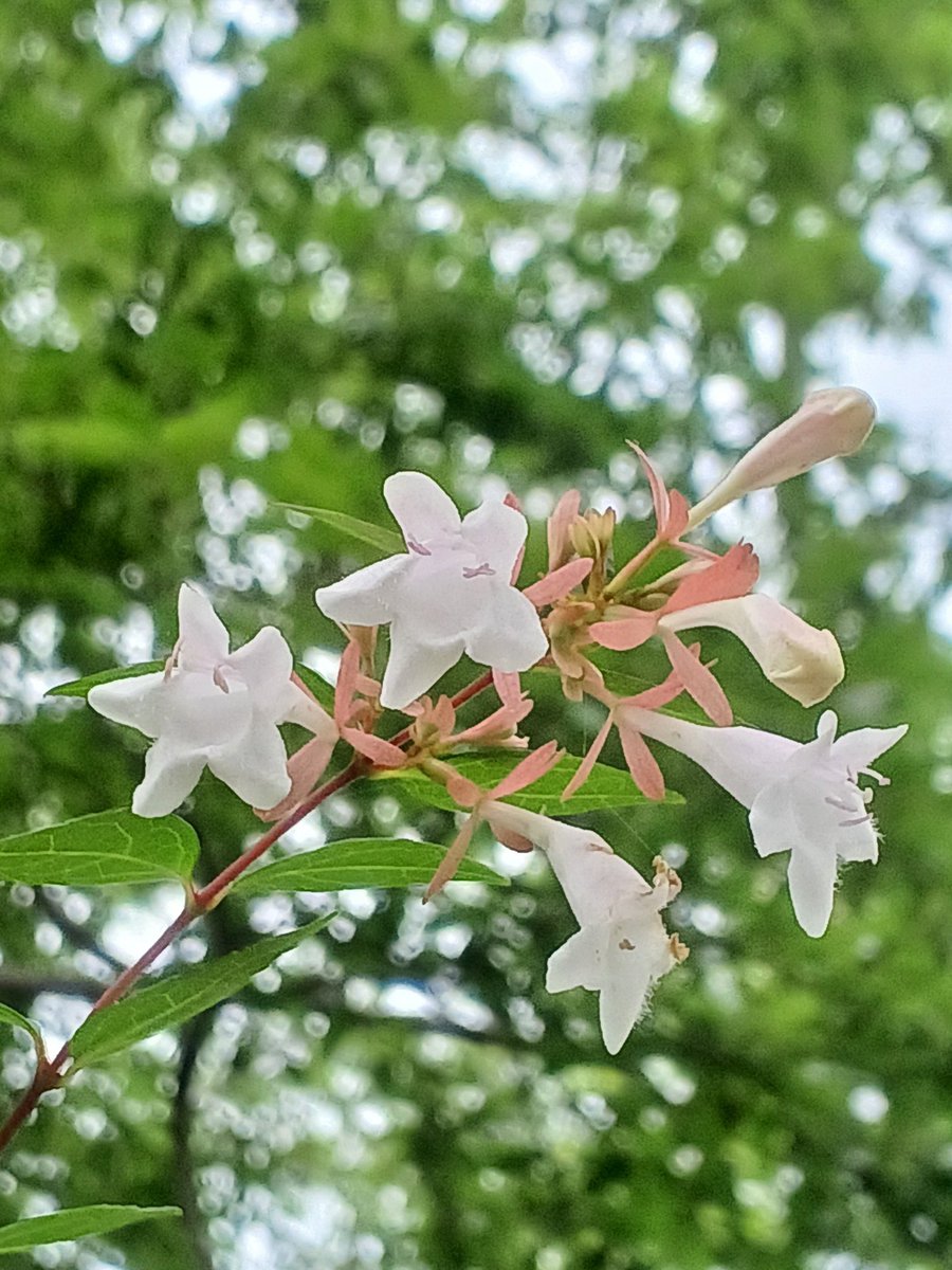 hirohxx1's tweet photo. アベリア。植物ヲタはこの花をハナゾノツクバネウツギと呼ぶ傾向がありますが、長いのでアベリアですね。千葉県では6月～11月まで咲きます。 https://t.co/QPZLGYJEMJ