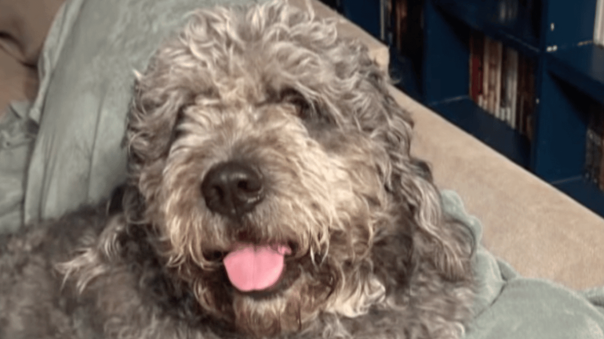 Family of dog fatally shot by LAPD during Knicks game threatens to sue after police fail to apologize