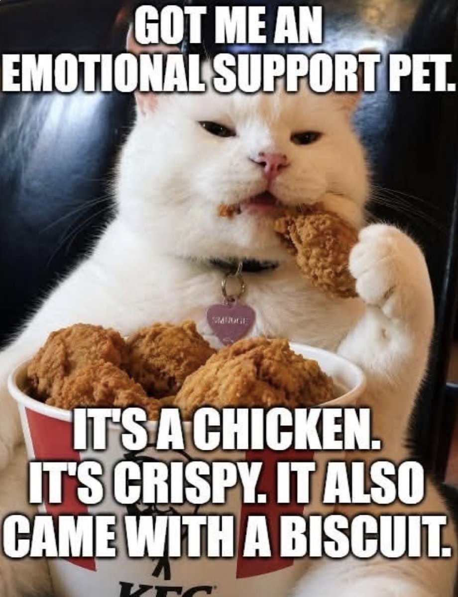 Cat Tribunal tweet media